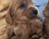 Cocker Spaniel (Show)
