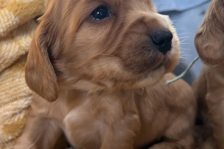 Cocker Spaniel (Show)
