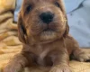 Cocker Spaniel (Show)