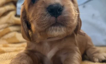 Cocker Spaniel (Show)