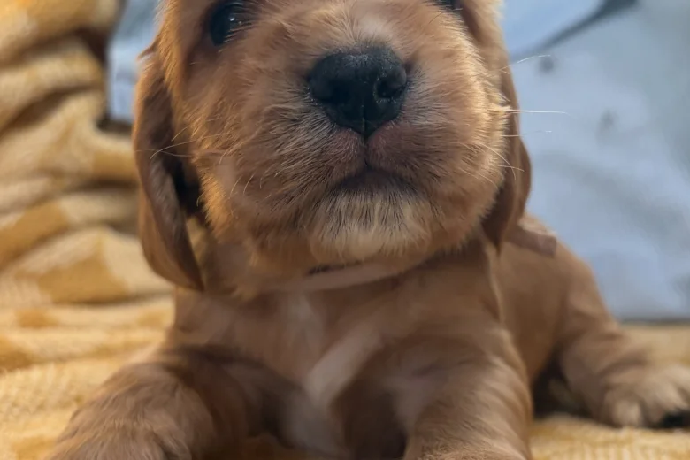 Cocker Spaniel (Show)