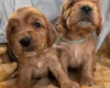 Cocker Spaniel (Show)