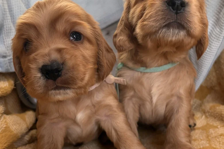 Cocker Spaniel (Show)