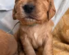 Cocker Spaniel (Show)