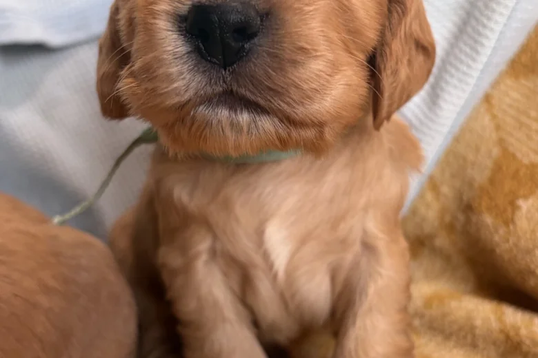 Cocker Spaniel (Show)