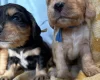 Cocker Spaniel (Show)