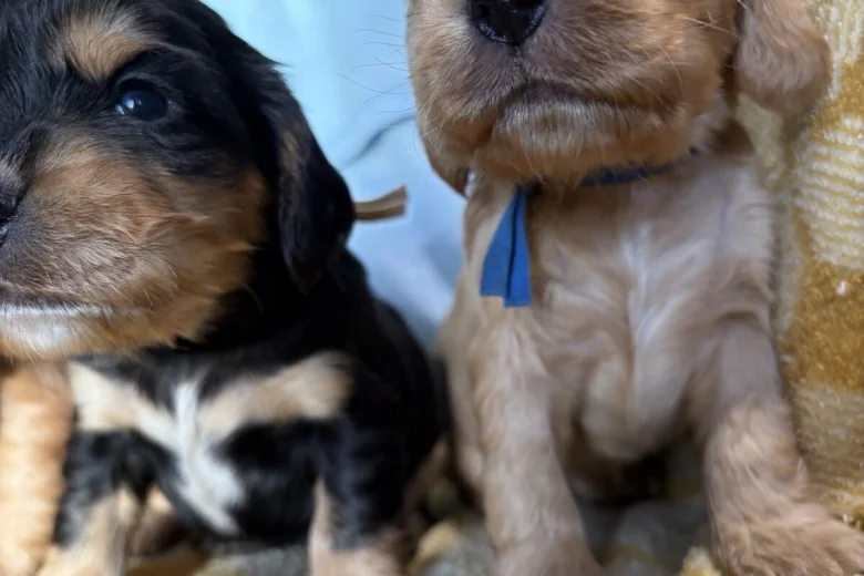 Cocker Spaniel (Show)