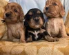 Cocker Spaniel (Show)