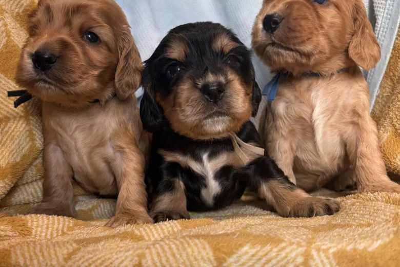 Cocker Spaniel (Show)