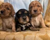 Cocker Spaniel (Show)