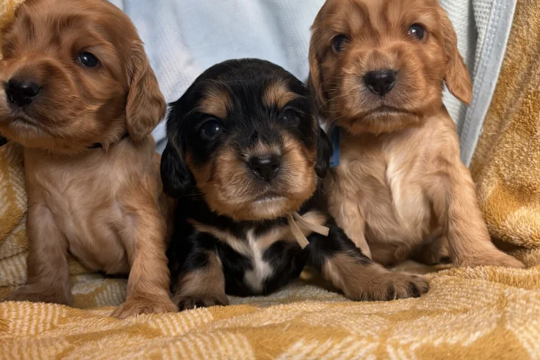 Cocker Spaniel (Show)
