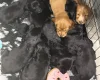 Cocker Spaniel (Show)
