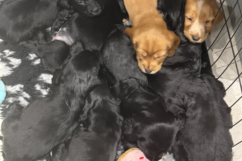 Cocker Spaniel (Show)