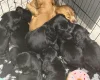 Cocker Spaniel (Show)