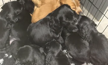 Cocker Spaniel (Show)