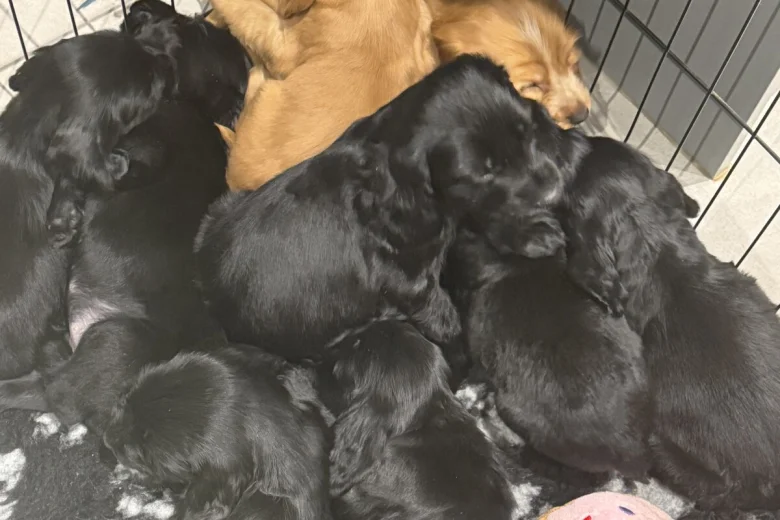 Cocker Spaniel (Show)