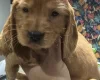 Cocker Spaniel (Show)