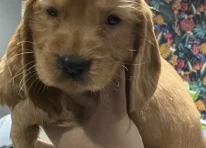 Golden Girl
