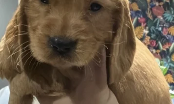 Cocker Spaniel (Show)
