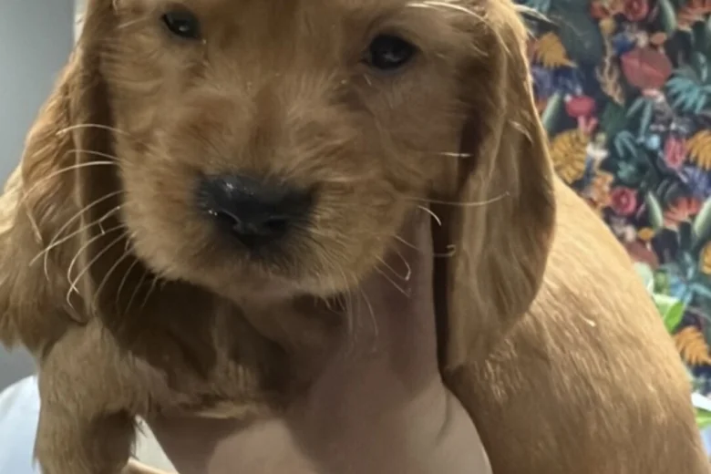 Cocker Spaniel (Show)