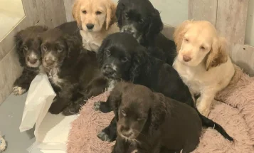 Cocker Spaniel (Show)