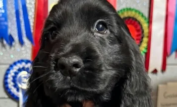 Cocker Spaniel (Show)