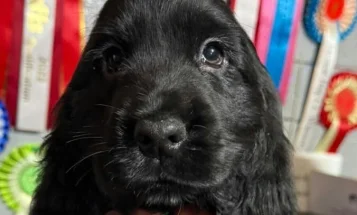Cocker Spaniel (Show)