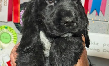 Cocker Spaniel (Show)