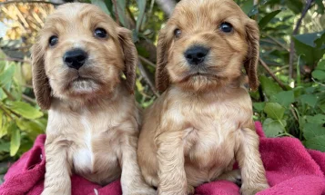 Cocker Spaniel (Show)