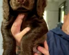 Cocker Spaniel (Working)