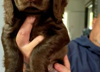 Puppy 1