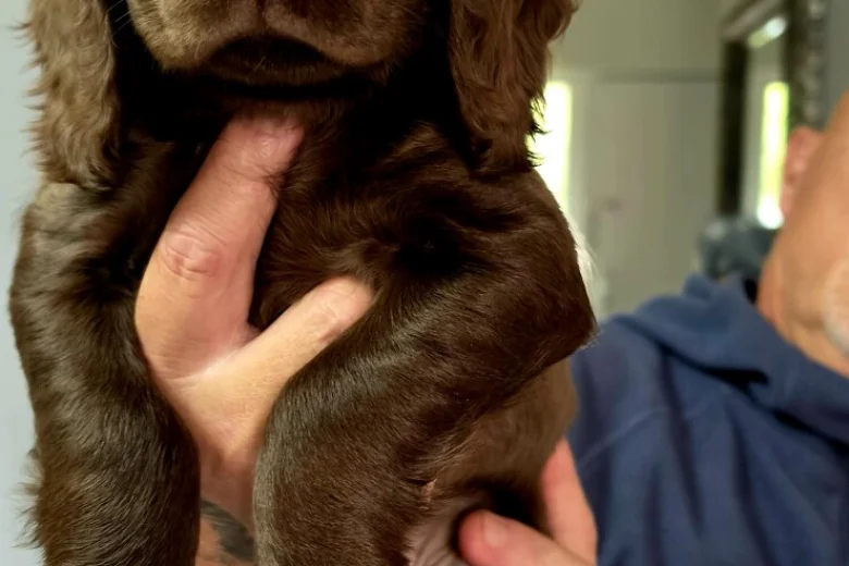 Cocker Spaniel (Working)