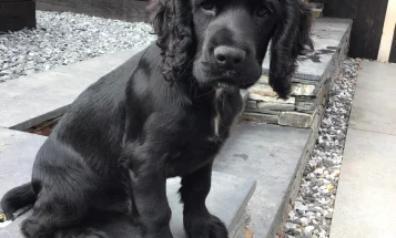Cocker Spaniel (Working)