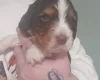 Cocker Spaniel (Working)