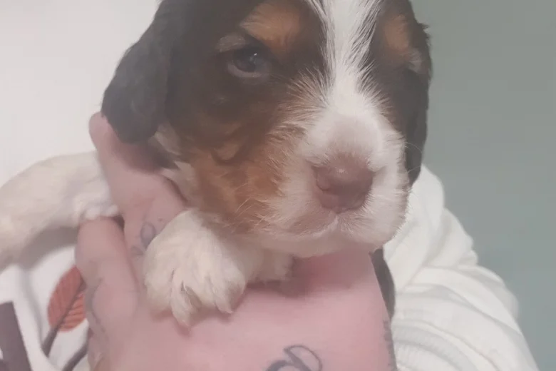 Cocker Spaniel (Working)