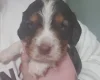 Cocker Spaniel (Working)