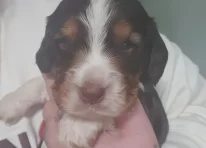 Puppy 2