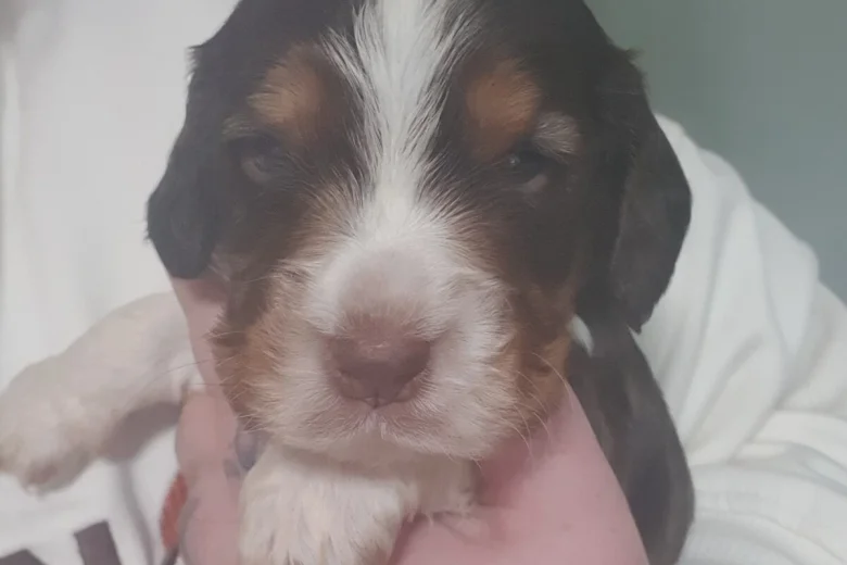 Cocker Spaniel (Working)