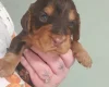 Cocker Spaniel (Working)