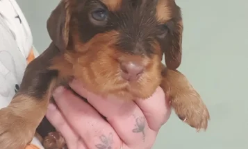Cocker Spaniel (Working)