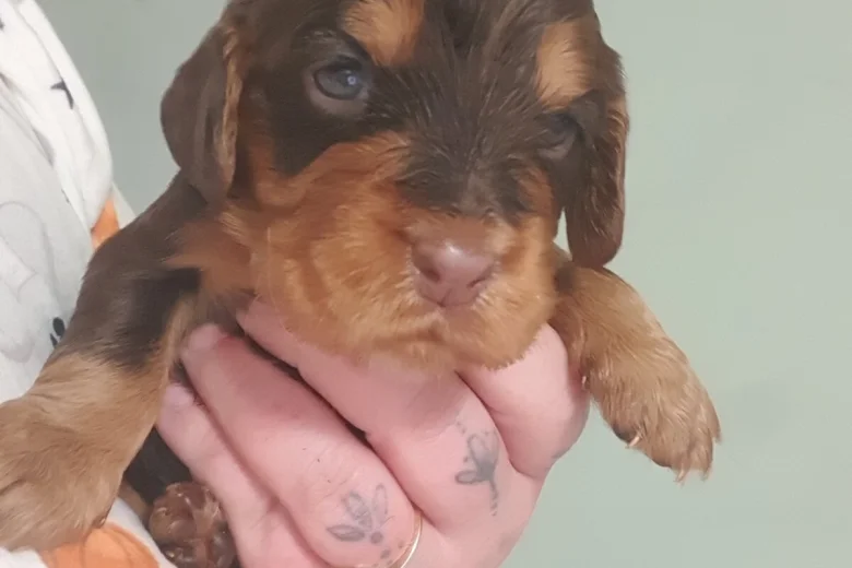 Cocker Spaniel (Working)