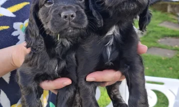 Cocker Spaniel (Working)