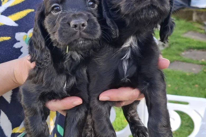Cocker Spaniel (Working)