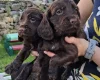 Cocker Spaniel (Working)