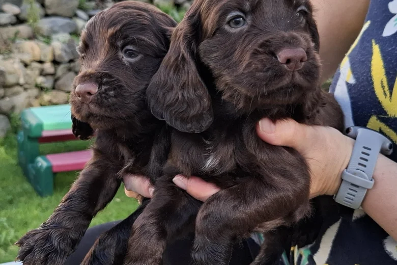 Cocker Spaniel (Working)