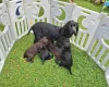 Cocker Spaniel (Working)