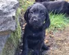 Cocker Spaniel (Working)