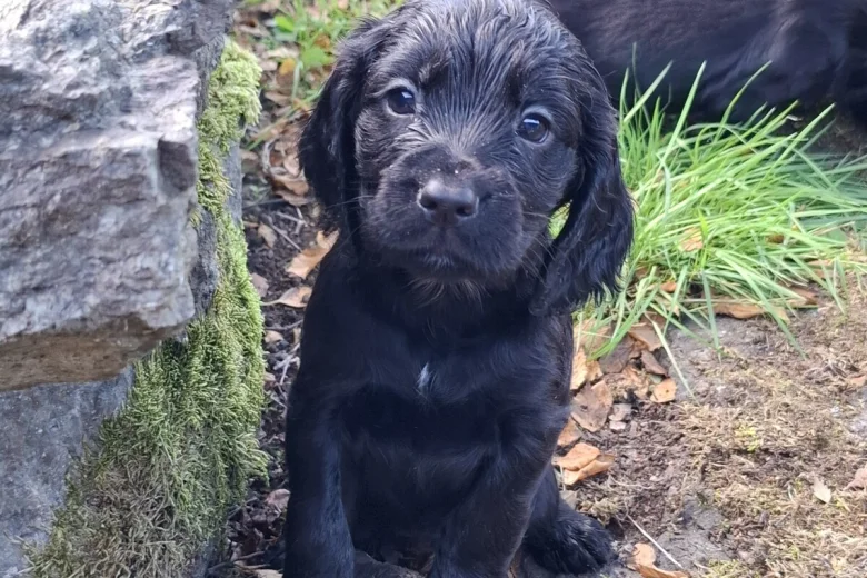 Cocker Spaniel (Working)