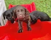 Cocker Spaniel (Working)