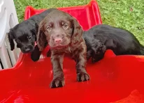 Puppy 1